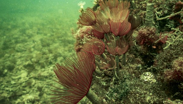 Intelligenza Artificiale ed ecosistema marino
